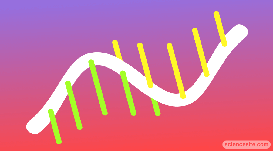 What is RNA? Thumbnail
